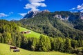 Farm cows resting in the Dolomites Royalty Free Stock Photo