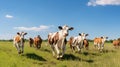 farm cows running