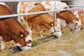 Farm cowshed with cows eating hay