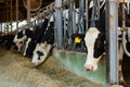 Farm cowshed with milking Holstein cows eating hay from manger Royalty Free Stock Photo