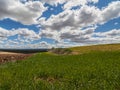 Farm, crop field. landscape with green grass. Spain agriculture.