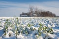 Farm crop in the winter