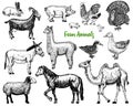 Farm Cute Animal big set. Vector illustration. Camel, horse, goat, pig, donkey, mountain sheep, llama or alpaca, turkey