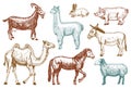 Farm Cute Animal big set. Vector illustration. Camel, horse, goat, pig, donkey, mountain sheep, llama or alpaca, turkey Royalty Free Stock Photo