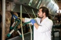 Dairymaid young man working with automatical cow milking machines