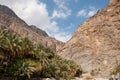 Date palms Oman Royalty Free Stock Photo