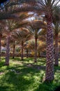 Date palms Oman Royalty Free Stock Photo
