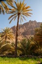 Date palms Oman Royalty Free Stock Photo