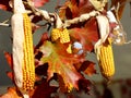 Farm decoration maize Royalty Free Stock Photo