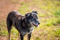 farm dog in africa in spring