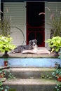 Farm Dog on Front Porch Royalty Free Stock Photo