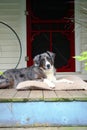 Farm Dog on Front Porch Royalty Free Stock Photo