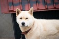 A farm dog in Gangneung, South Korea.