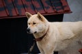 A farm dog in Gangneung, South Korea.