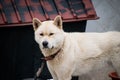 A farm dog in Gangneung, South Korea.