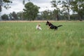 farm dog in a green field of grass in spring Royalty Free Stock Photo