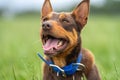 farm dog in a green field of grass in spring Royalty Free Stock Photo