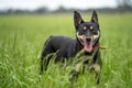 farm dog in a green field of grass in spring Royalty Free Stock Photo