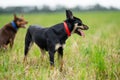 farm dog in a green field of grass in spring Royalty Free Stock Photo