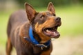 farm dog in a green field of grass in spring Royalty Free Stock Photo