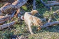 Farm dog hunts for rats in a fallen tree