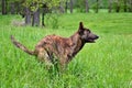 A Farm Dog Poses for His Photo in a Field Royalty Free Stock Photo