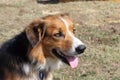 Farm dog in profile