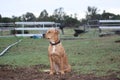 Farm doggo