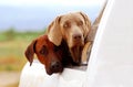 Dogs on back of pick-up vehicle Royalty Free Stock Photo