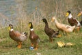 Farm or Domestic Ducks approaching at the bank of Wetland