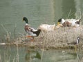 Farm or Domestic Ducks approaching at the bank of Wetland