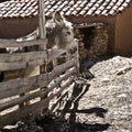 Farm with donkey. Road and boat trip to Isla del Sol, Island of