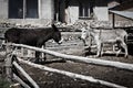 Farm with donkey. Road and boat trip to Isla del Sol, Island of