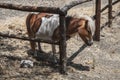 Farm donkey stands in the paddock