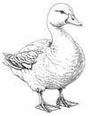 Farm duck engraving. Canard with feathers webbed feet and beakd, ducks animal etching drawing isolated on background