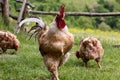 Farm families: the rooster and his hens, free range chickens in country house Royalty Free Stock Photo