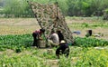 Pengzhou, China: Farm Family Harvesting Spinach