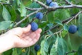 Hand picking organic plum from a plum tree