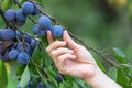 Hand picking organic plum from a plum tree