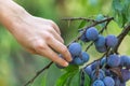 Hand picking organic plum from a plum tree