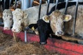 Farm feeding the young Fleckvieh bulls Royalty Free Stock Photo