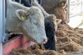 Farm feeding the young Fleckvieh bulls Royalty Free Stock Photo