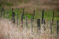Farm fence with end of summer grasses Royalty Free Stock Photo