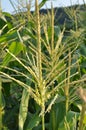 Panicle of corn blooms in a field Royalty Free Stock Photo