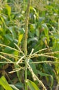 Panicle of corn blooms in a field Royalty Free Stock Photo