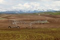 A freshly germinated wheat field in front of the Teton mountain range.