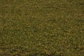 Farm field with cereal plants. Royalty Free Stock Photo