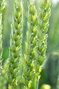 On a farm field close up of spikelets of young wheat