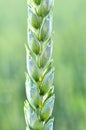 On a farm field close up of spikelets of young wheat