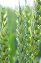 On a farm field close up of spikelets of young wheat